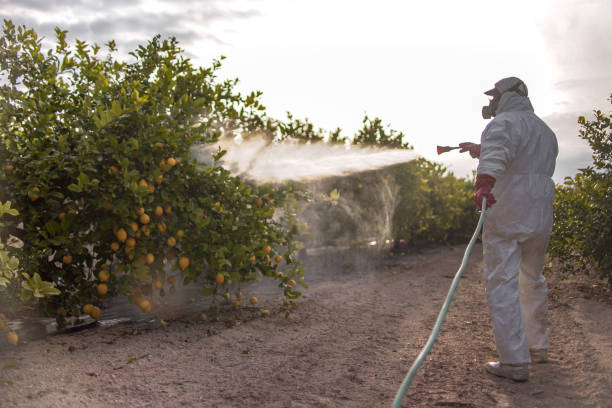 Best Residential Pest Control  in San Juan, TX