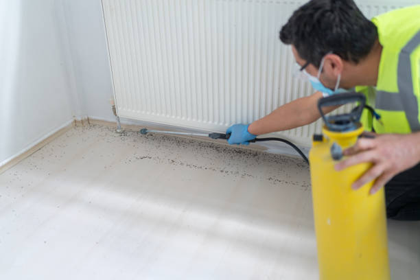 Best Insect Control  in San Juan, TX
